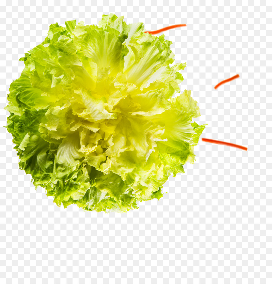 Lechuga，Escarola PNG