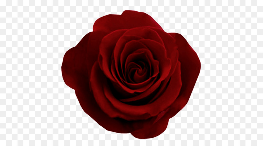 Rosa，Fondo De Escritorio PNG