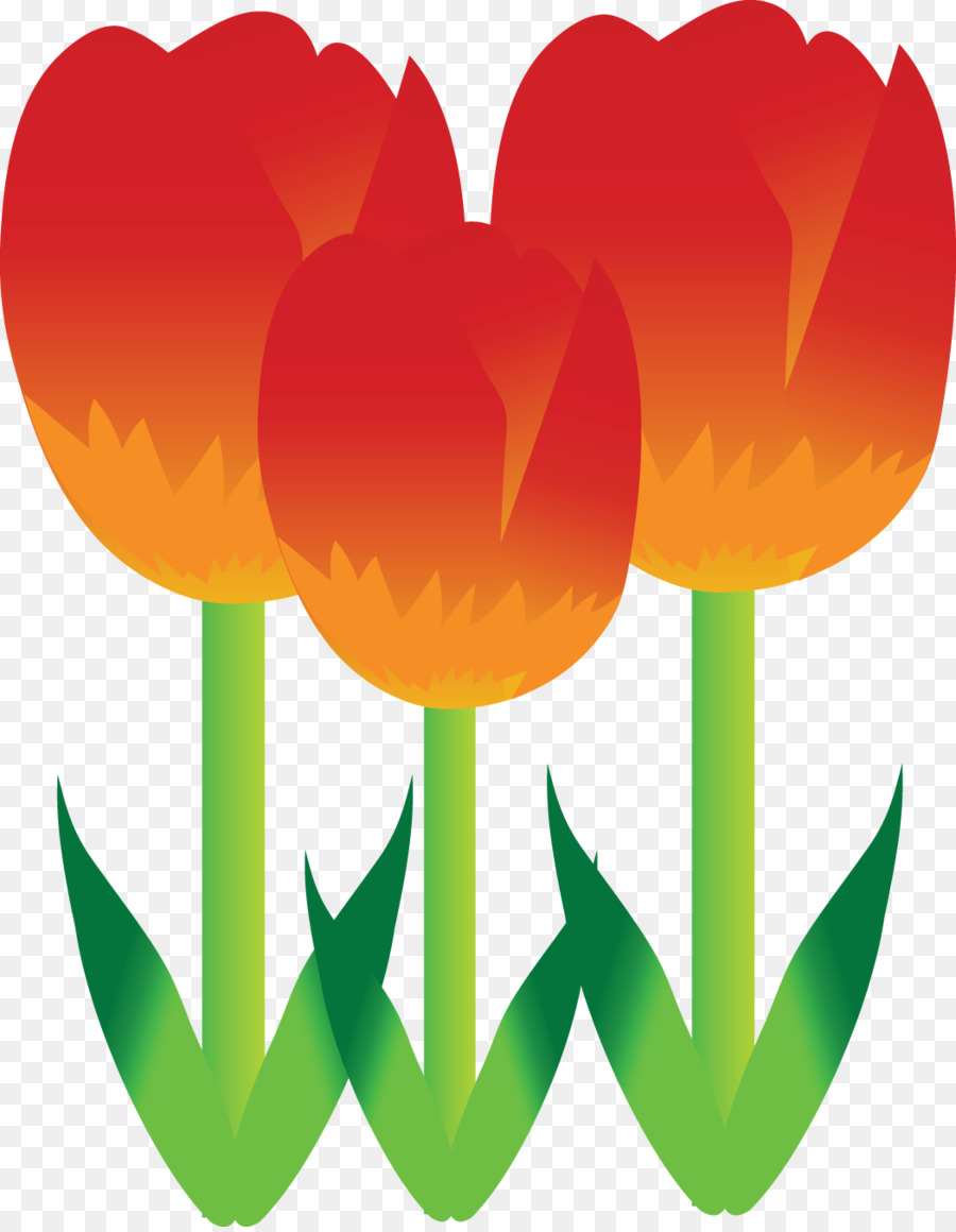 Tulip，Flor PNG