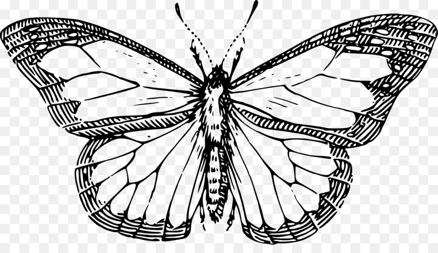 Mariposa，Dibujo PNG