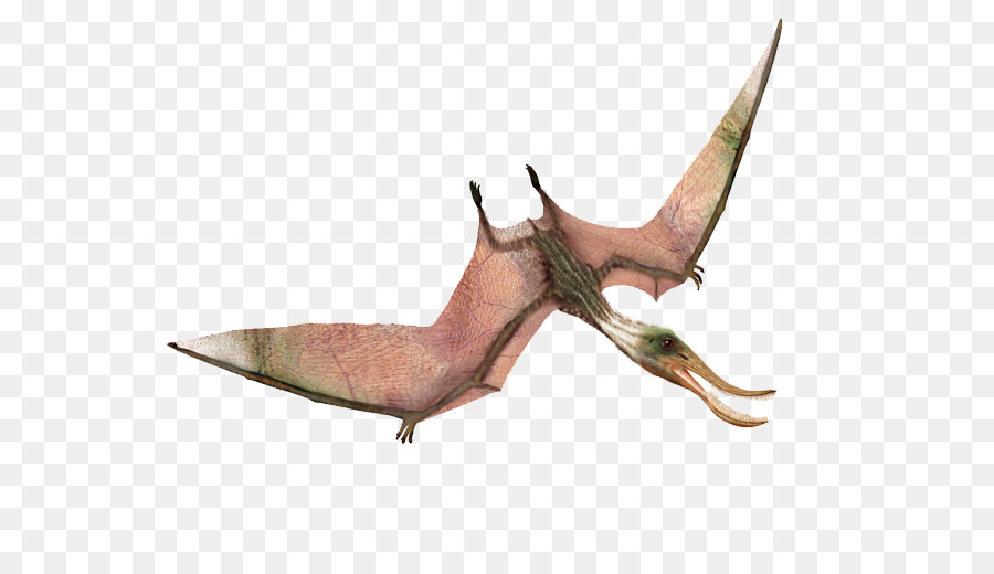 Pterodaustro，Quetzalcoatlus PNG