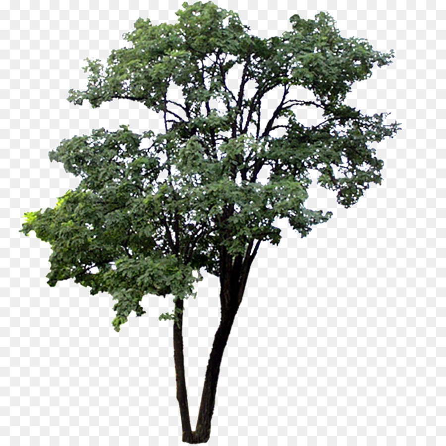 Descargar，Árbol PNG