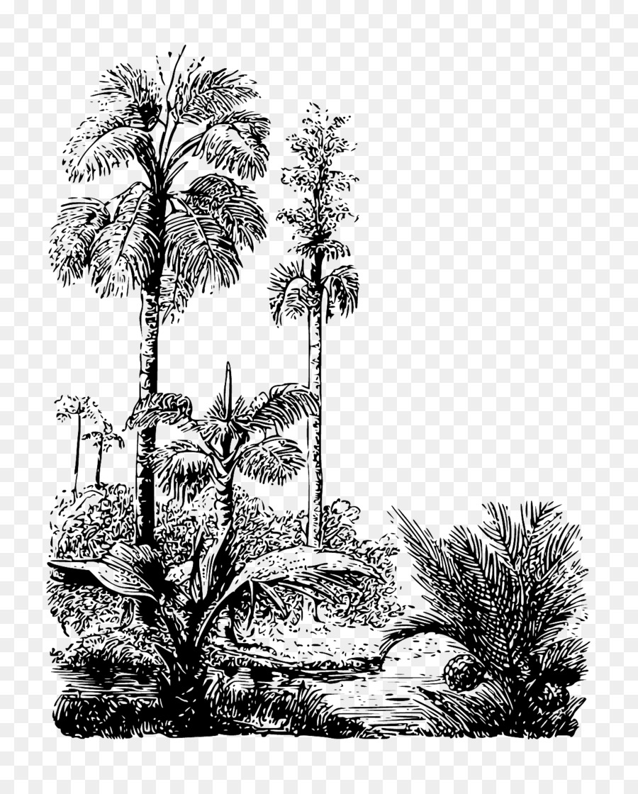 Asiático Palmira Palma，Dibujo PNG