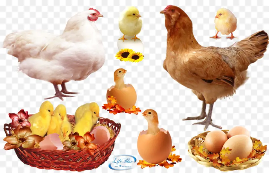 Gallo，Pollo PNG