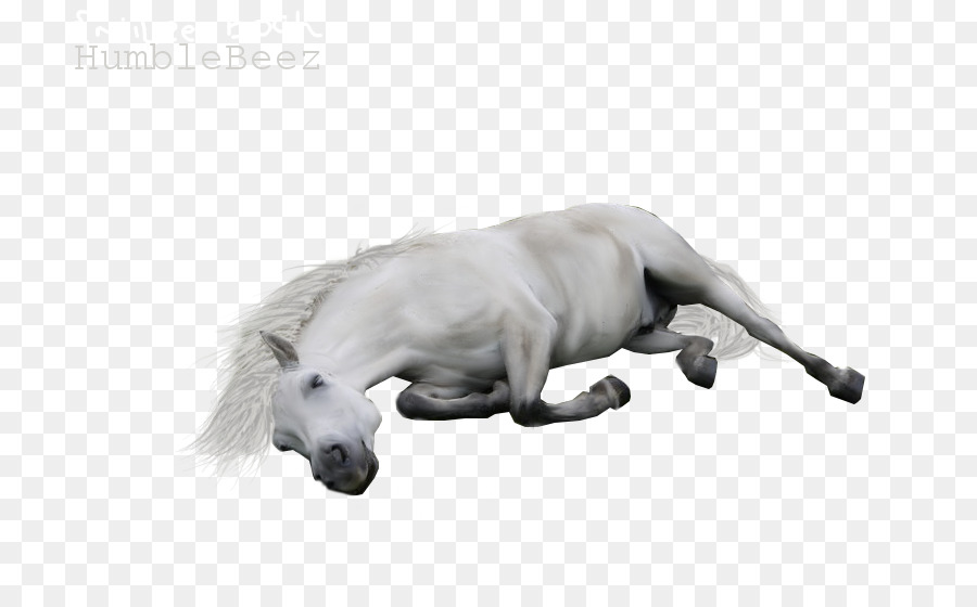 Caballo，Dibujo PNG