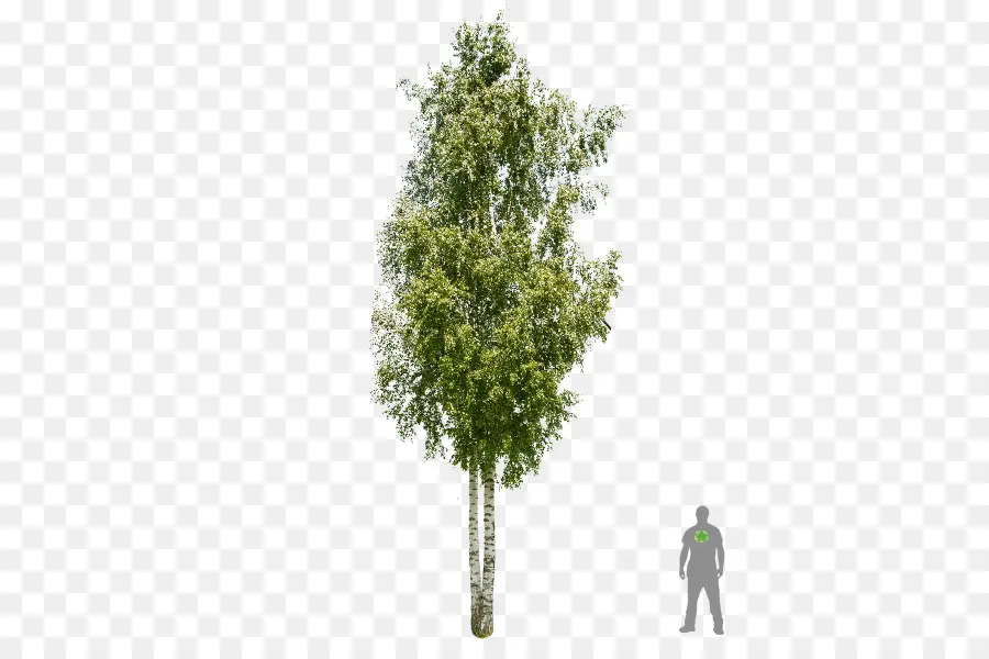 Abedul Plateado，Árbol PNG