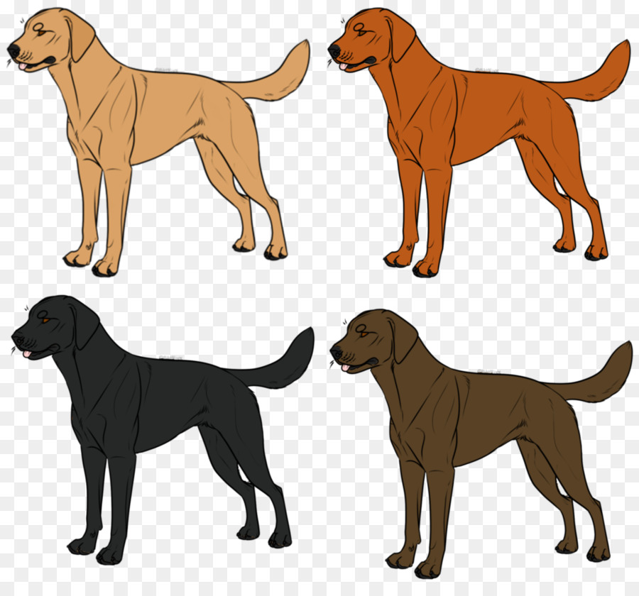 Labrador Retriever，Nova Scotia Duck Peaje Retriever PNG