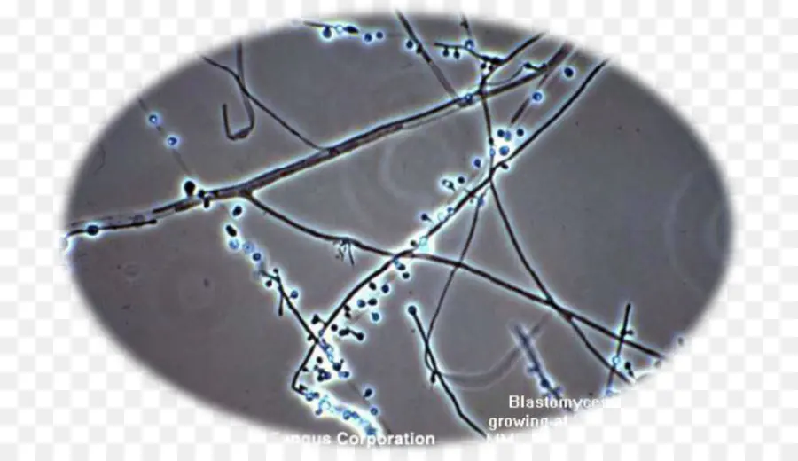 Blastomyces Dermatitidis，Hongo PNG