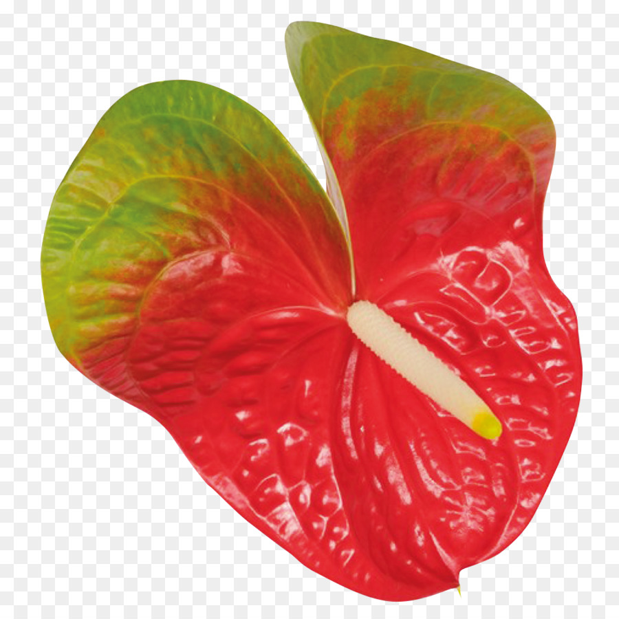 Flor Roja Y Verde，Anturio PNG