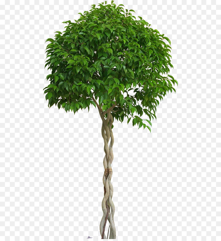 Árbol，Arbusto PNG