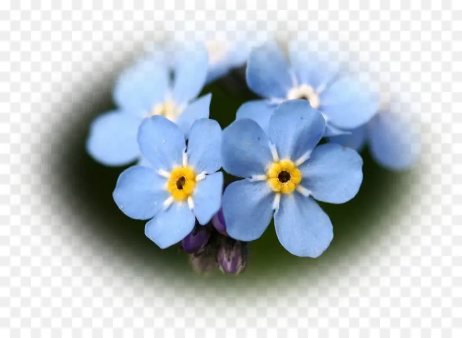 Flores Azules，Florecer PNG