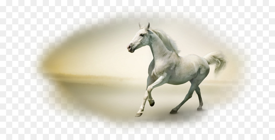 Caballo，Fondo De Escritorio PNG