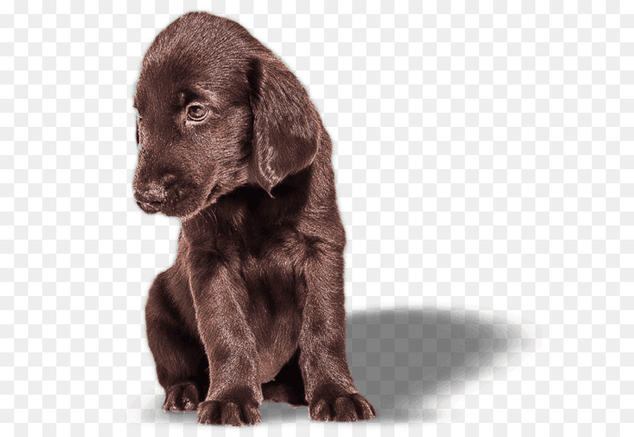 Labrador Retriever，Retriever De Capa Plana PNG