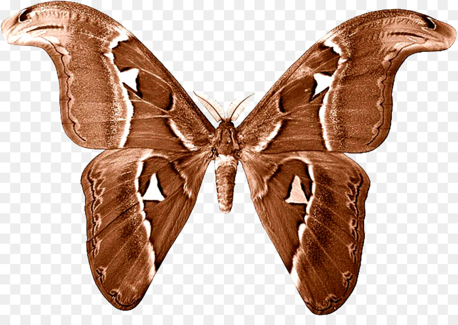 Mariposa，La Polilla PNG