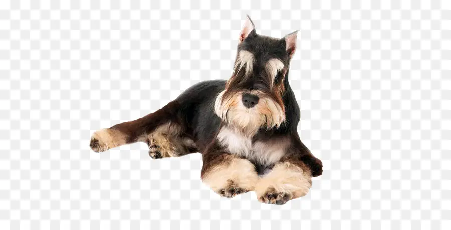 Schnauzer Miniatura，Cachorro PNG