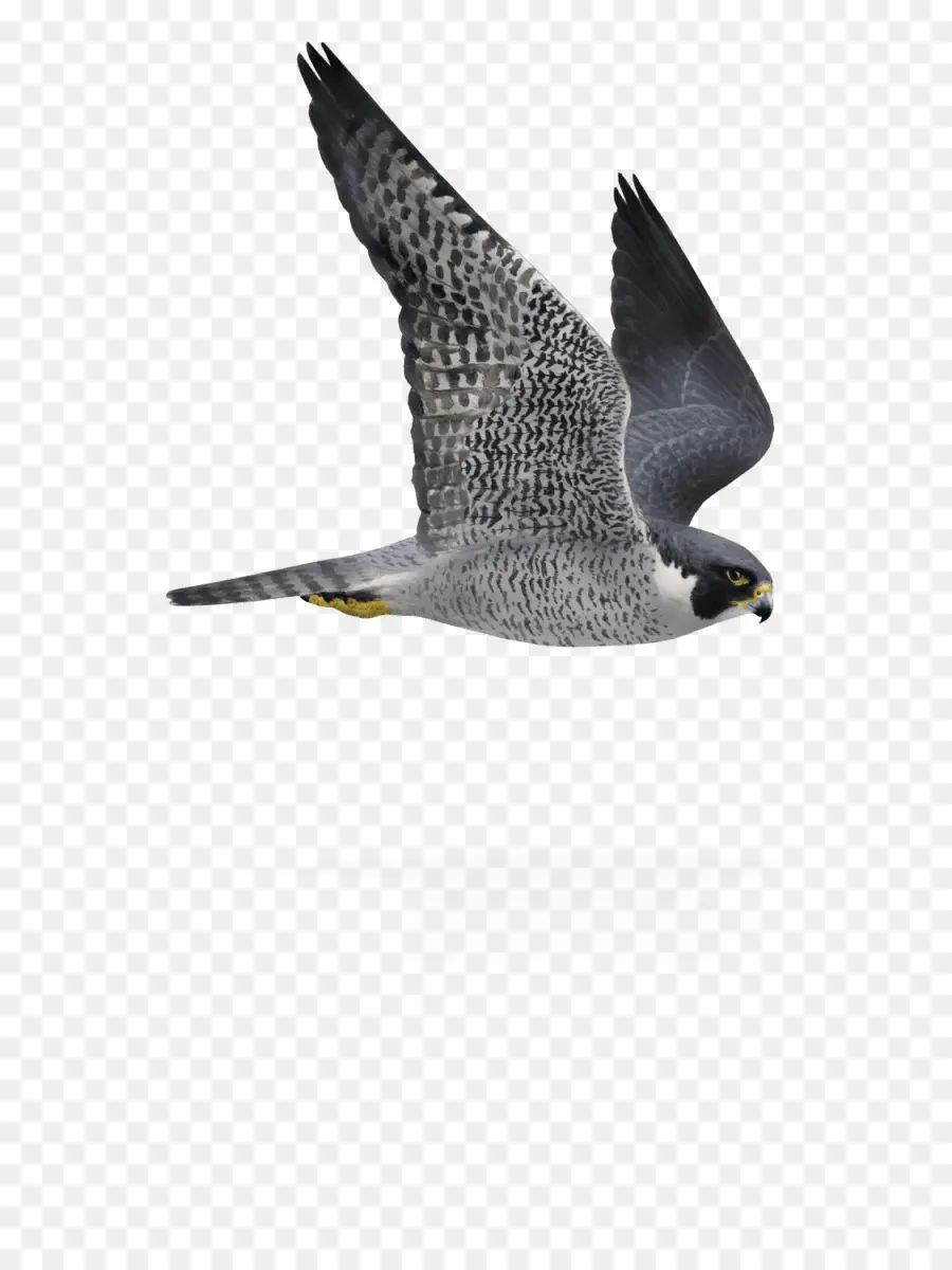 Aves，El Halcón Peregrino PNG