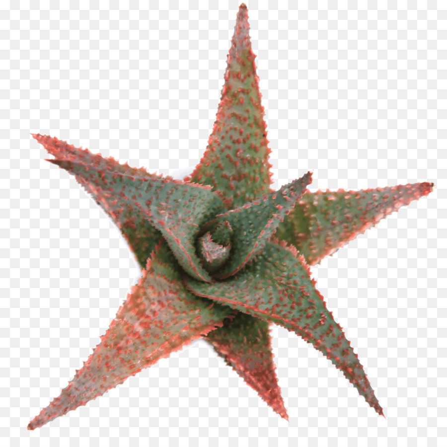 Estrella De Mar，Aloe Vera PNG
