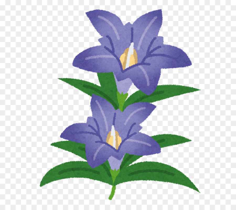 Gentiana Scabra，Flor PNG