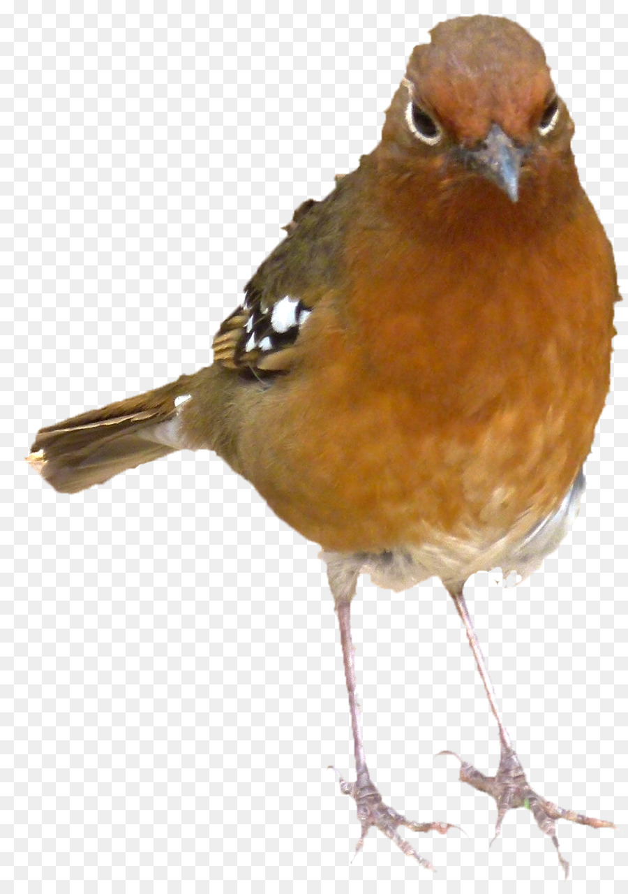 Ruiseñor Común，Europea Robin PNG