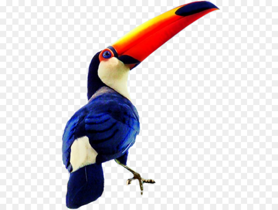 Aves，Toco Toucan PNG