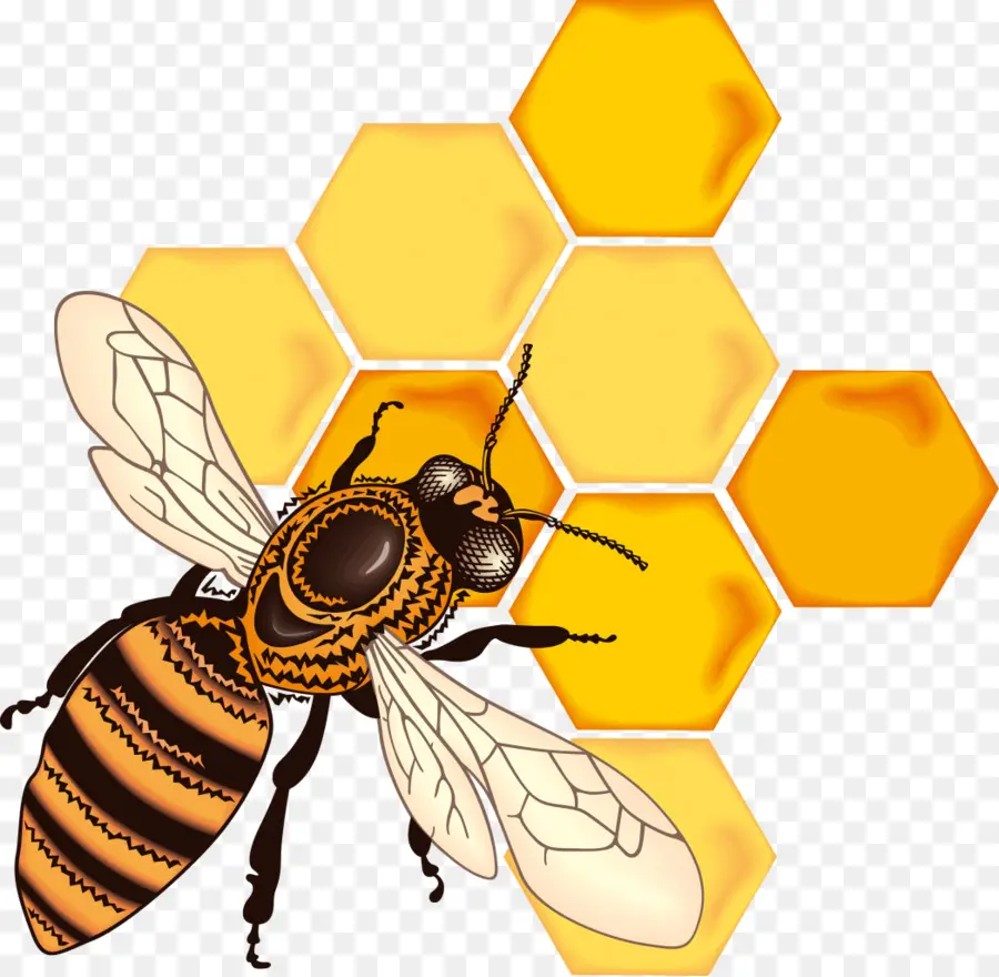 Abeja，Miel PNG