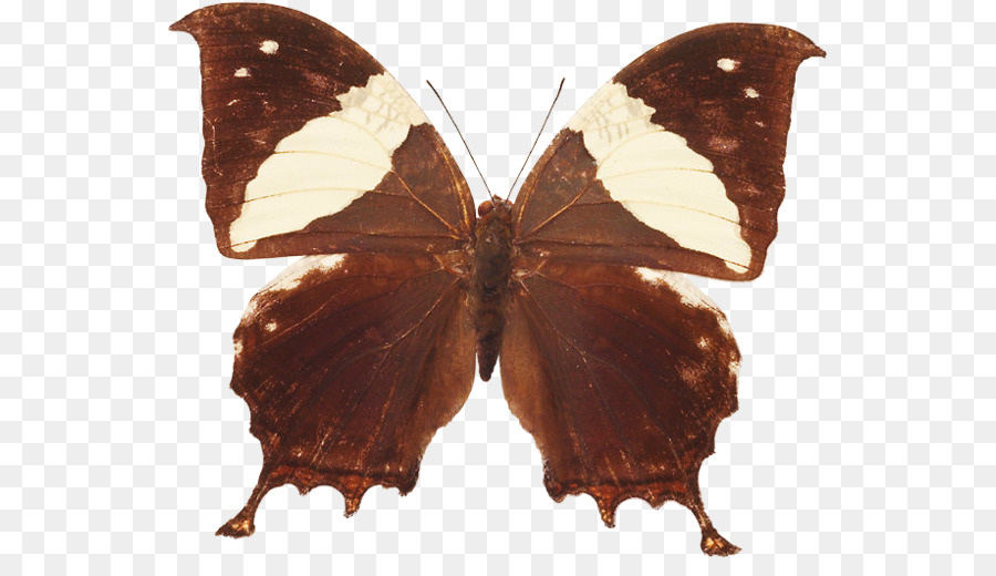 Mariposa Negra，Alas PNG