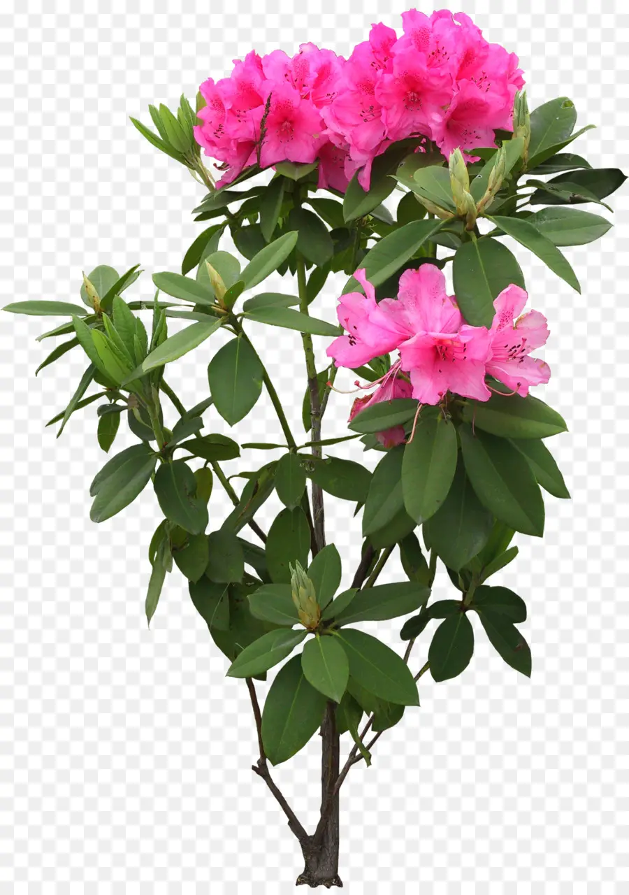 Flor，Árbol PNG