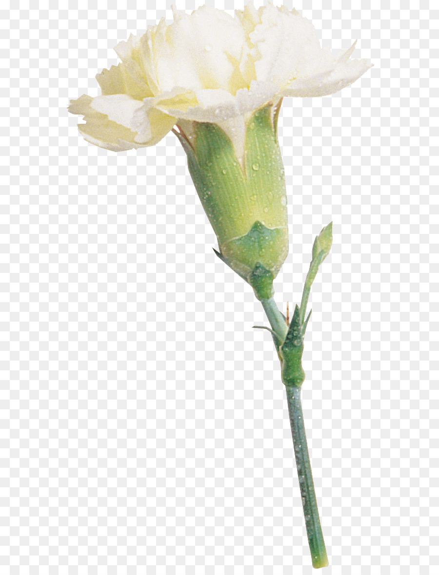 Rosa，Clavel PNG