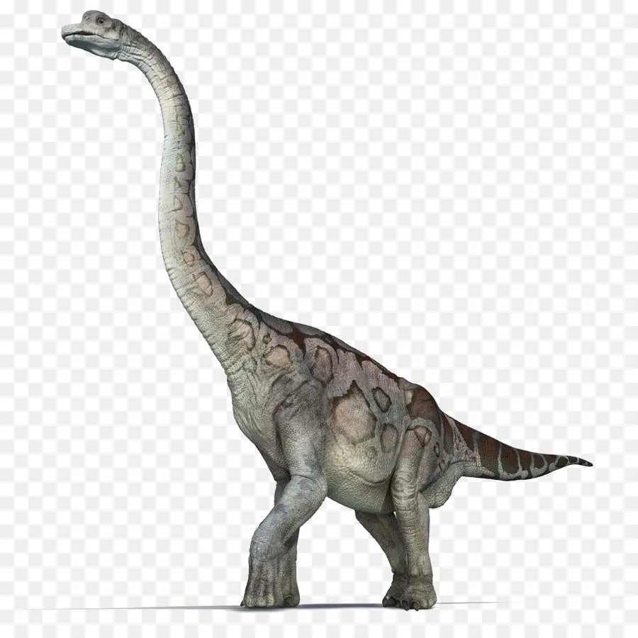 Brachiosaurio，Sauropoda PNG
