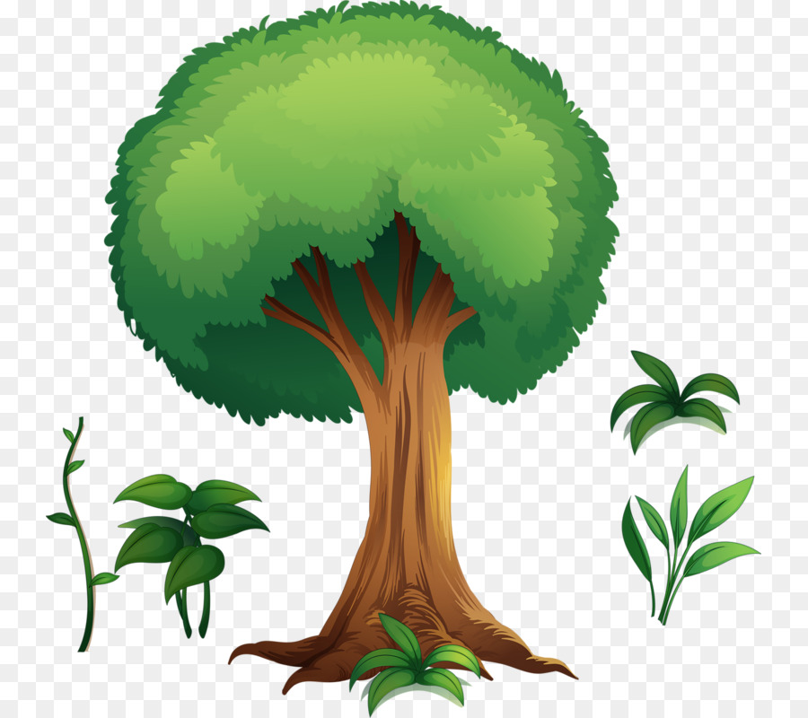 Árbol，Hojas PNG