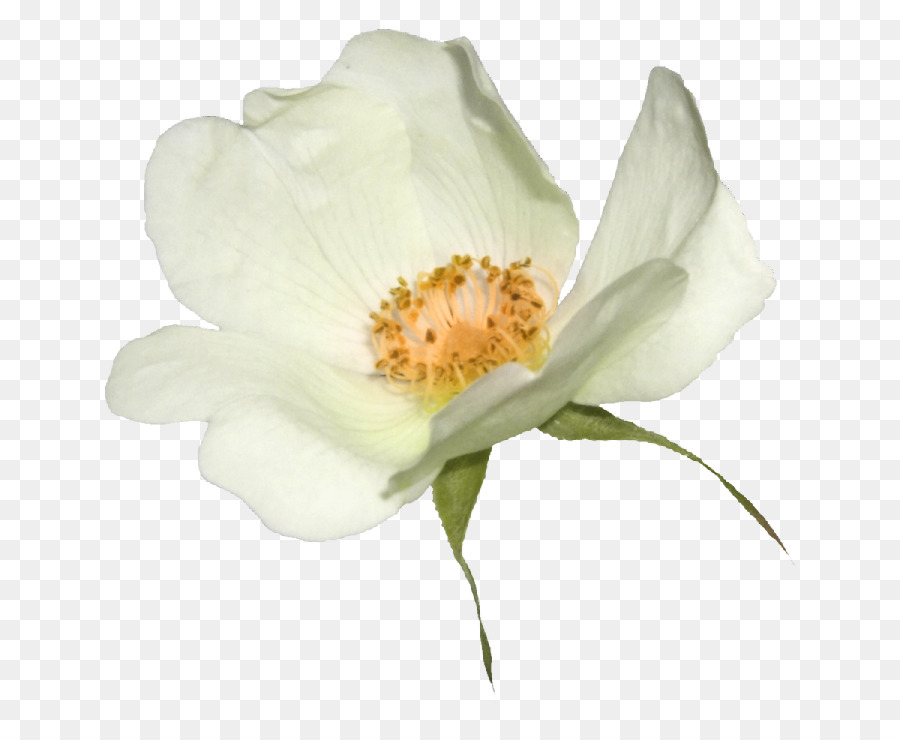 Flor，Internet PNG