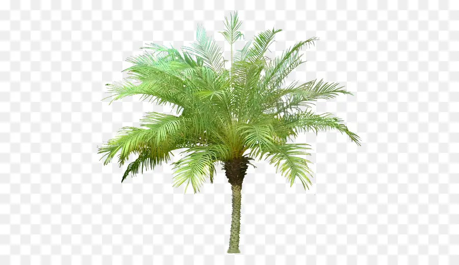 Arecaceae，Árbol PNG