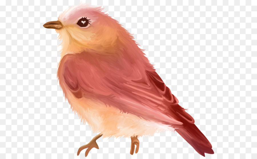 Pájaro，Plumas PNG