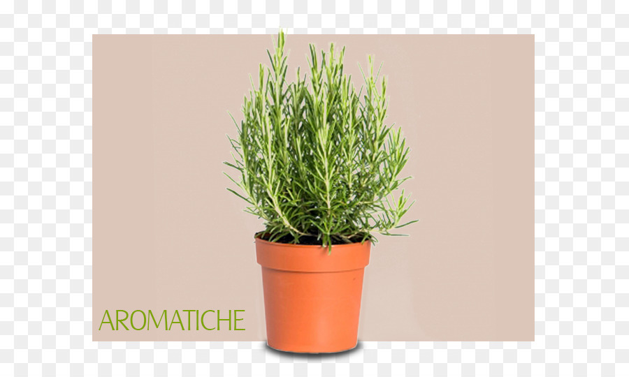 Hierba，Planta Aromática PNG