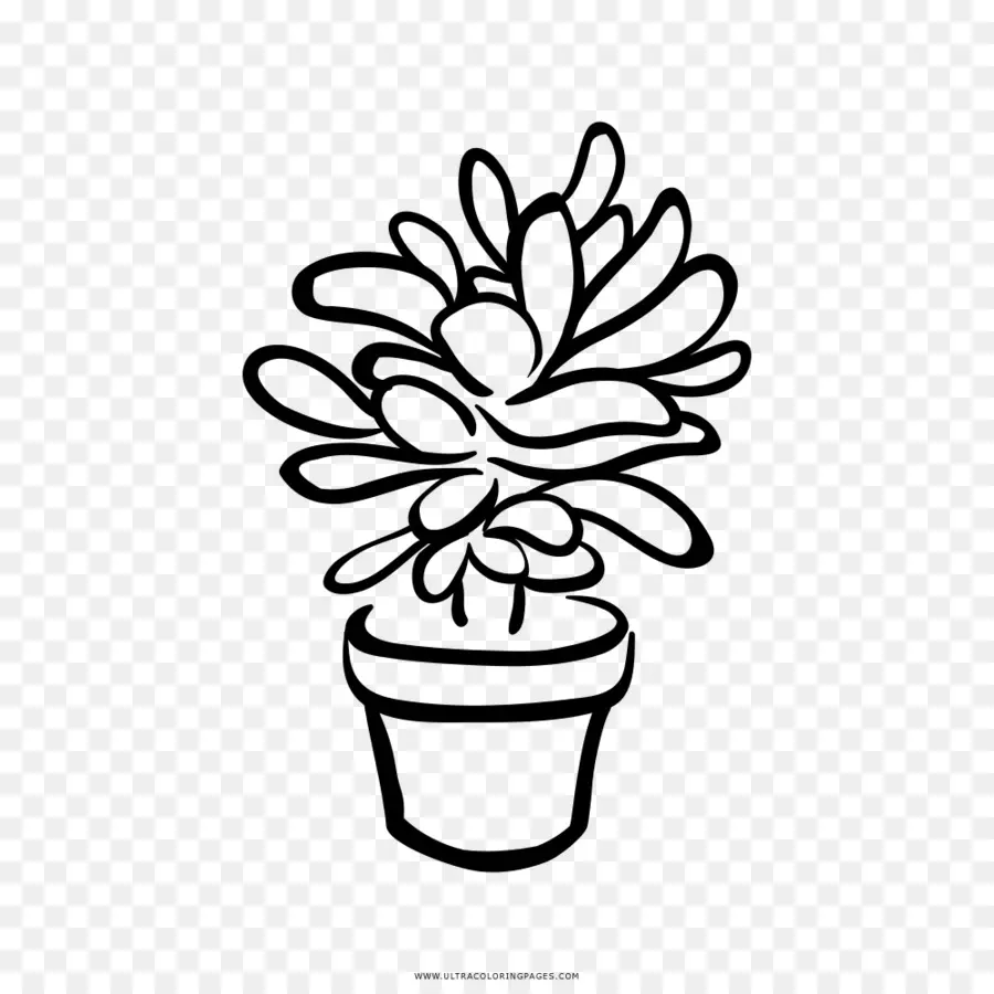 En Blanco Y Negro，Planta Suculenta PNG