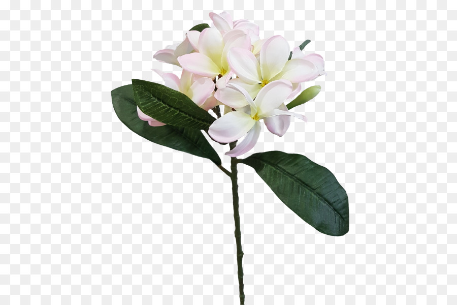 Flores Rosadas，Florecer PNG