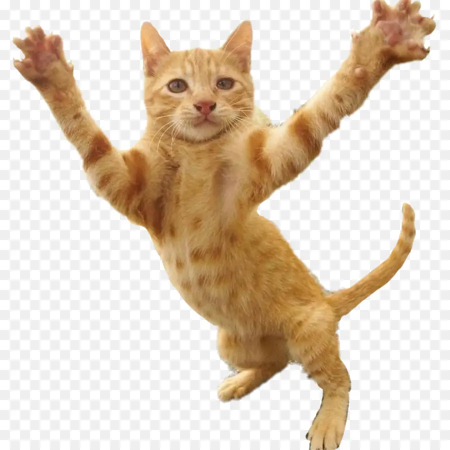 Gato Saltando，Mascota PNG