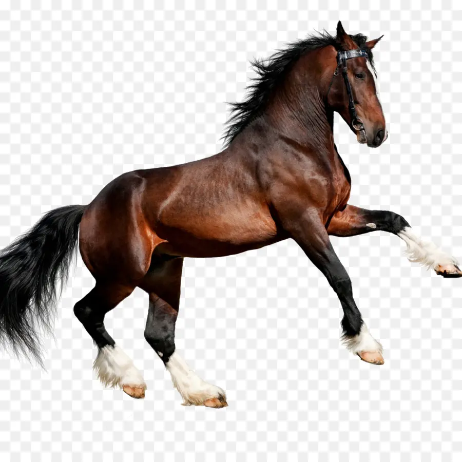 Caballo，Equino PNG