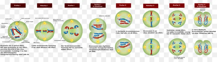 Meiosis，La Mitosis PNG