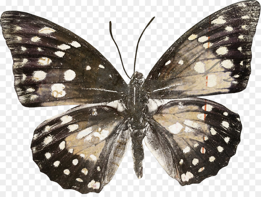 Mariposa，Insecto PNG