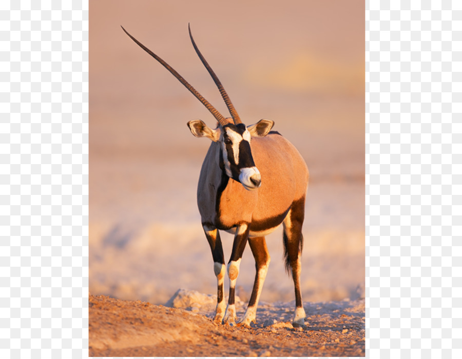 Gemsbok，Namibia PNG