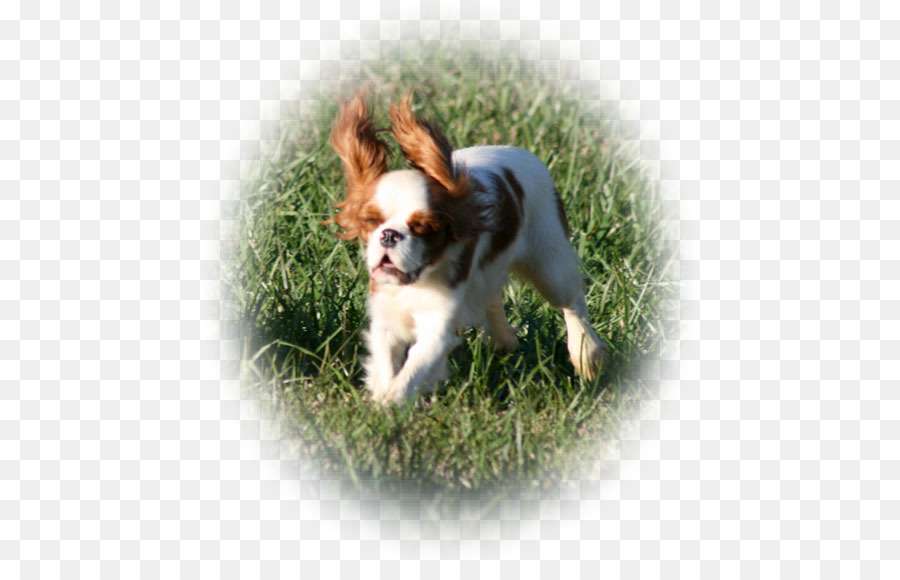 Cavalier King Charles Spaniel，King Charles Spaniel PNG