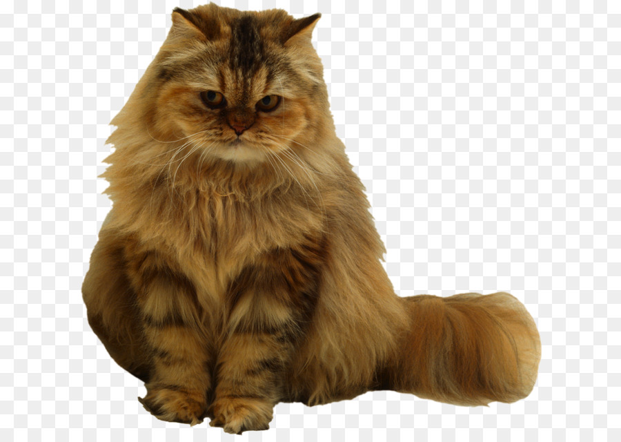 Gato，Gatito PNG