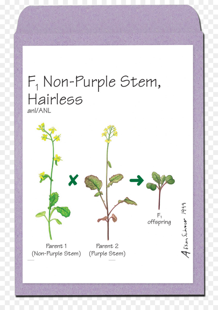 Brassica Rapa，Anatomía De Las Plantas Con Semillas PNG