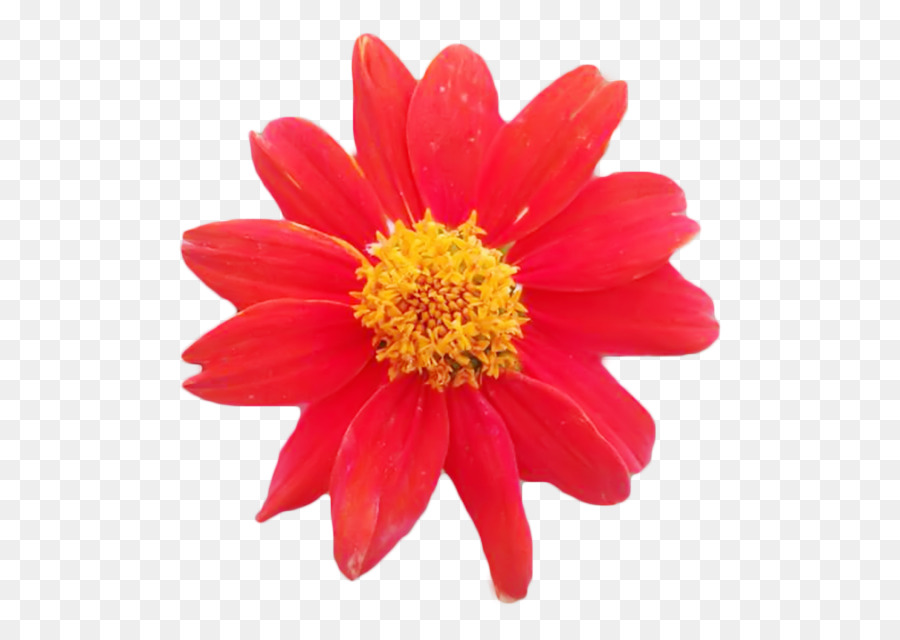 Crisantemo，Marguerite Daisy PNG