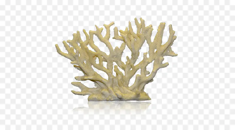 Coral，Marina PNG