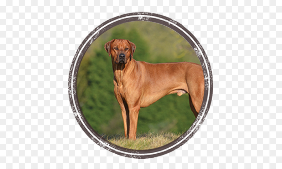 Raza De Perro，Ridgeback Ridgeback PNG