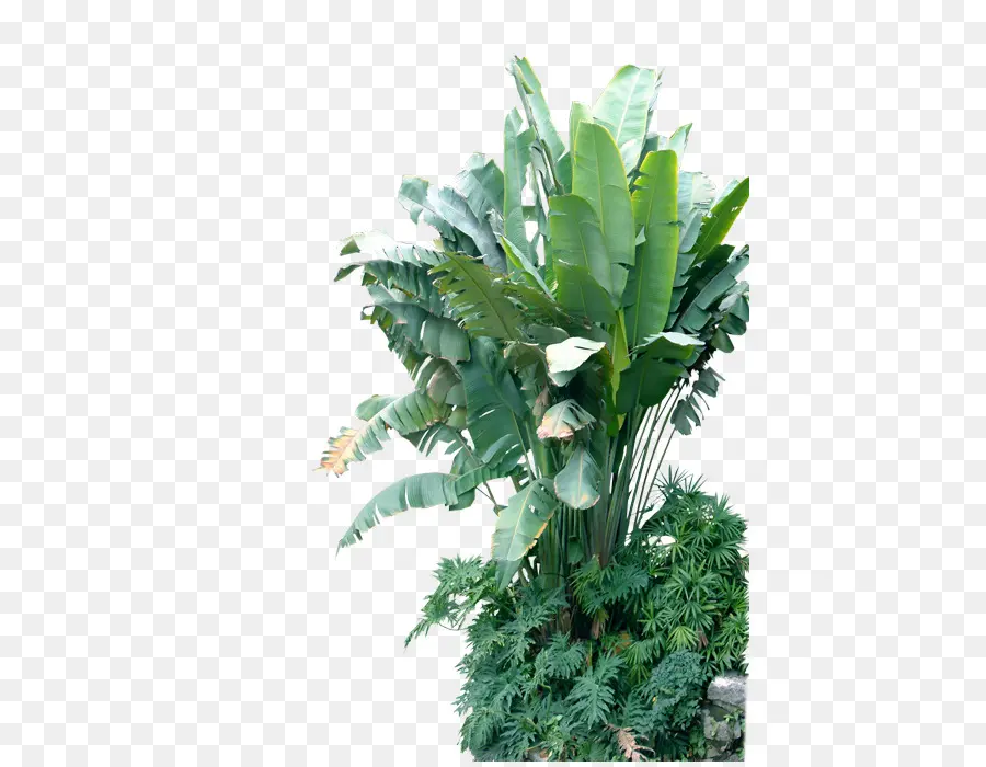 Hardy Banana，Plantas De Rocalla PNG