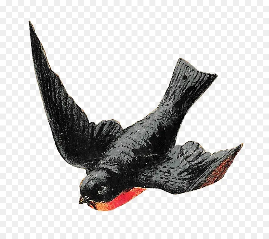 Pájaro Negro，Vuelo PNG