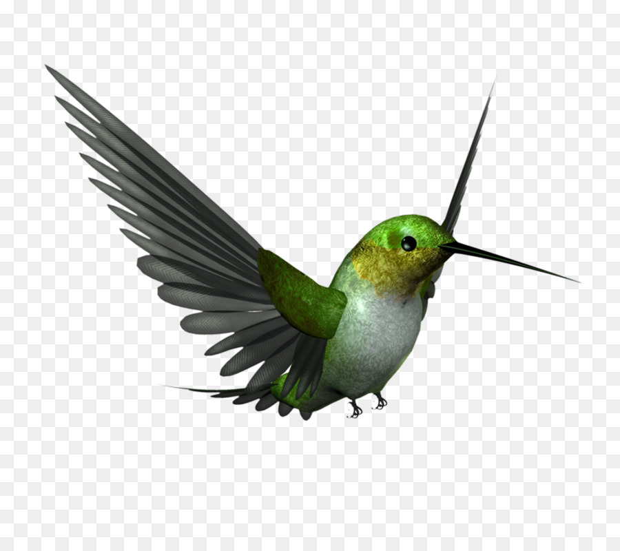 Colibrí，Aves PNG